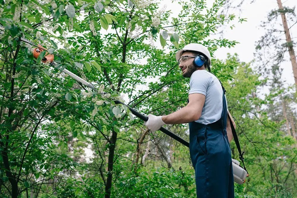 Tree Services