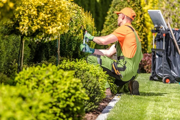 Tree service
